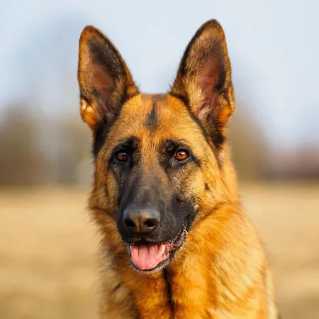 In Silbecke Mit Garten דירה