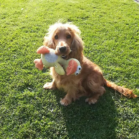 דירה In Silbecke Mit Garten אטנדורן